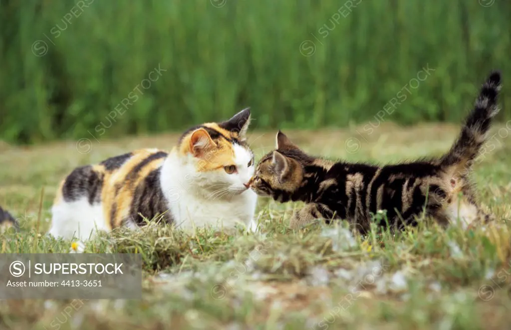 Kitten smelling another adult cat France