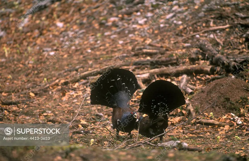 Western Capercaillie males during courtship France