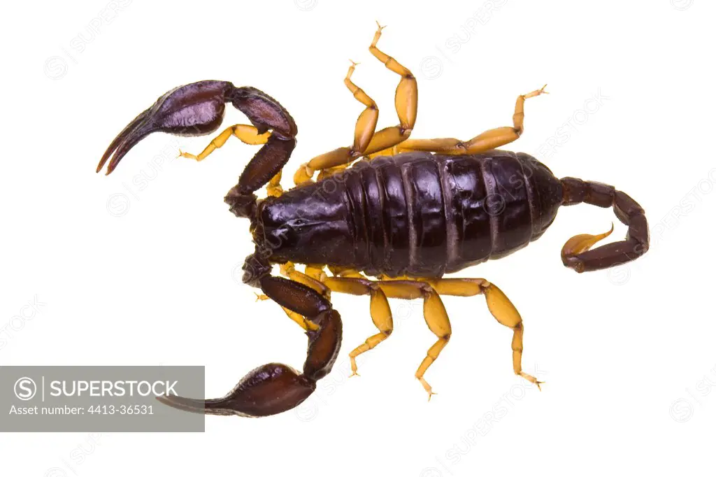 European Yellow-tailed Scorpion