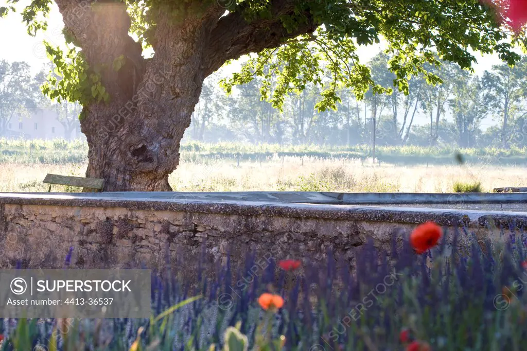 Poppies and Lavander Provence atmosphere France