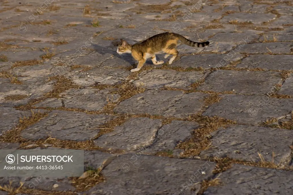 Cat running on the cobblestones Malta