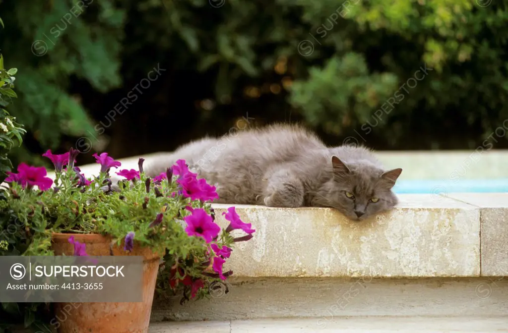 Cat lying down on a low wall near a flowerpot