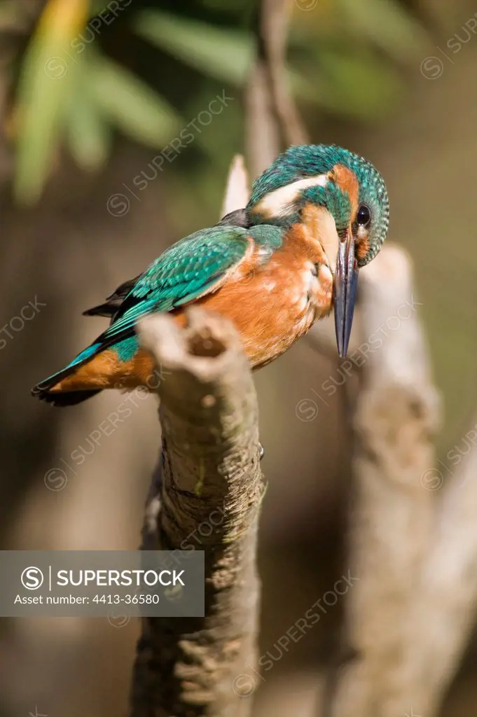 Common Kingfisher in fishing position Spain