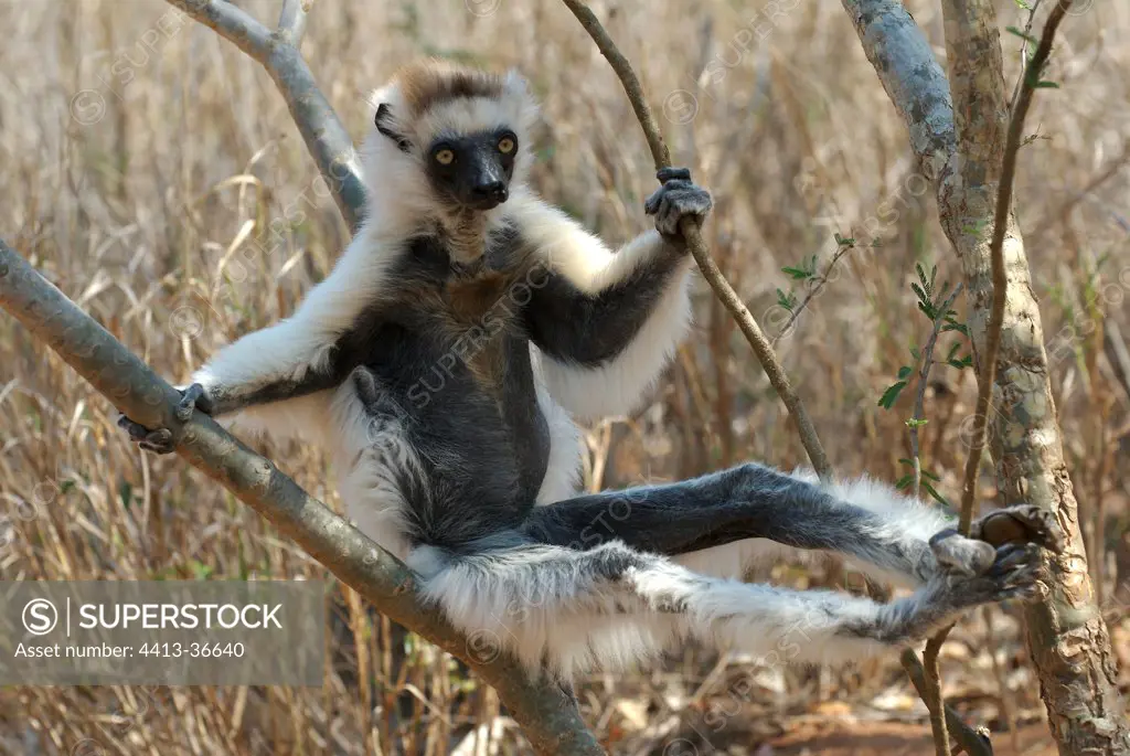 Verreaux's Sifaca Madagascar