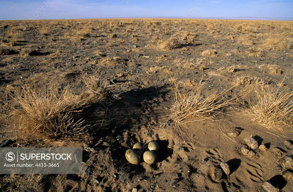 Nest of Macqueen Bustards in a steppe Mongolia