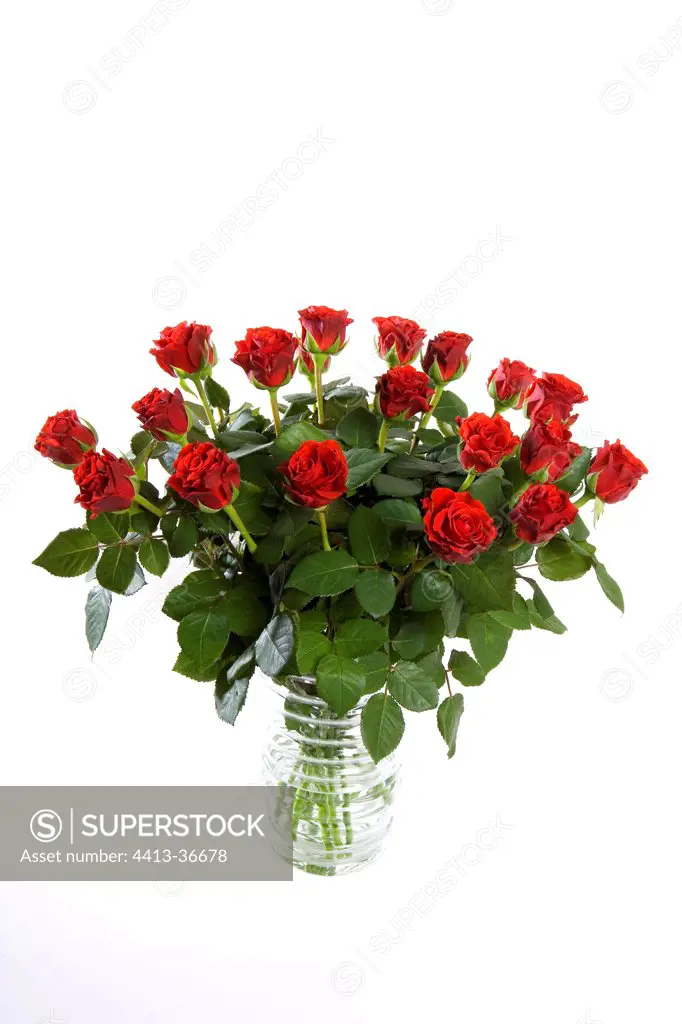 Bouquet of red roses in vase on a white background