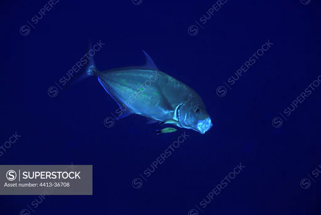 Trevally being cleaned by cleaners wrasses Polynesia