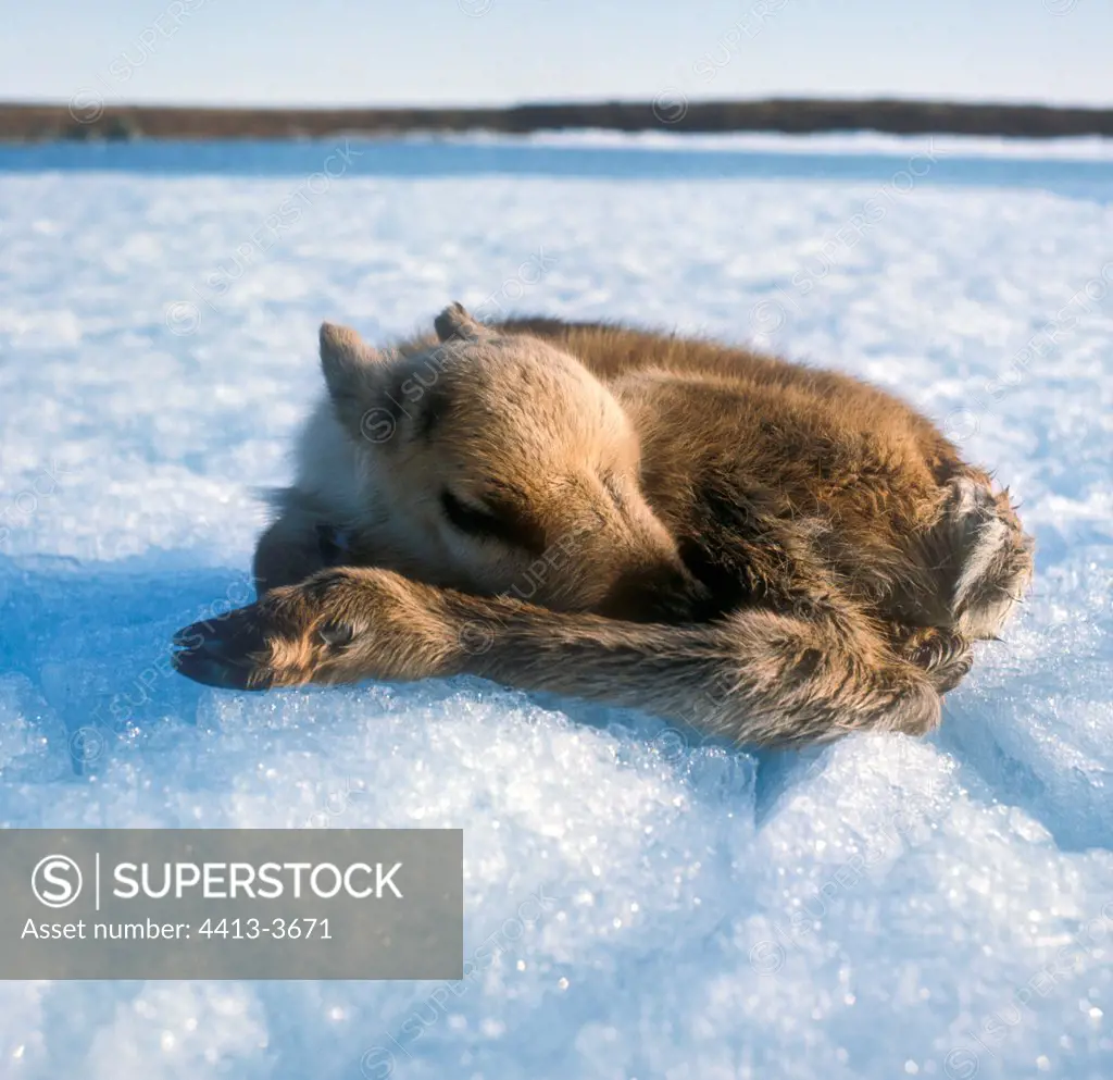 Fawn of Caribou sleeping on a cold lake Canada