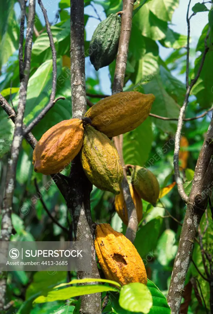 Pod of Cacao tree