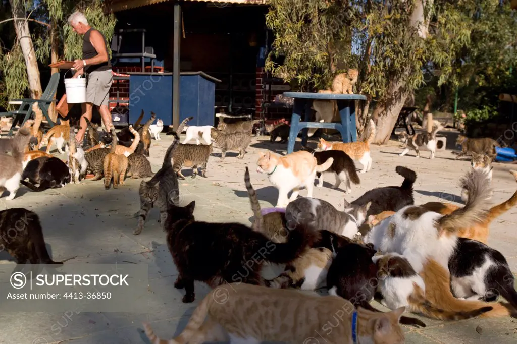 Cats currently eat Cyprus