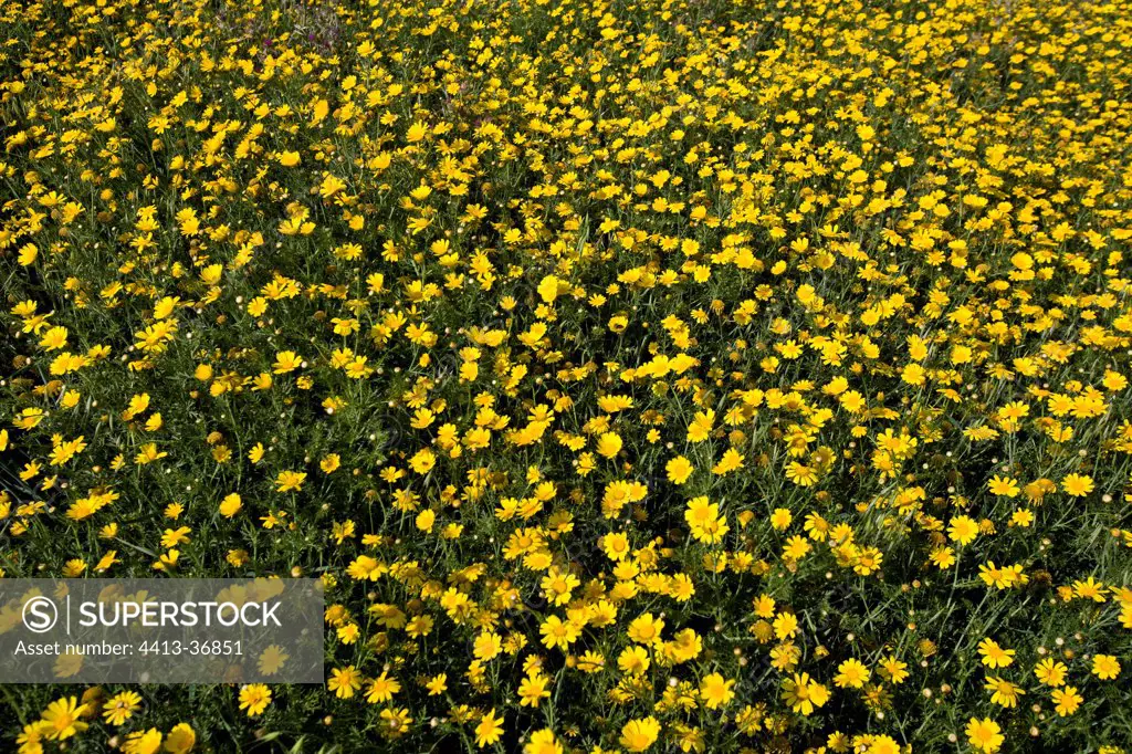 Field of yellow Camomilles Cyprus