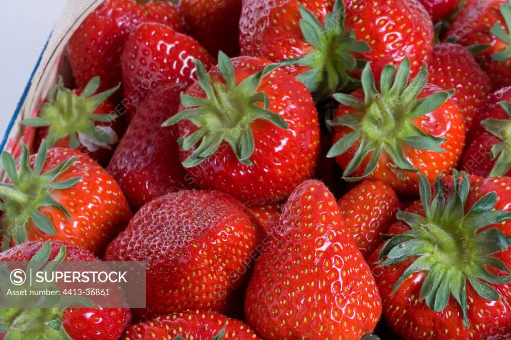 Red Strawberries in basket on a white background France