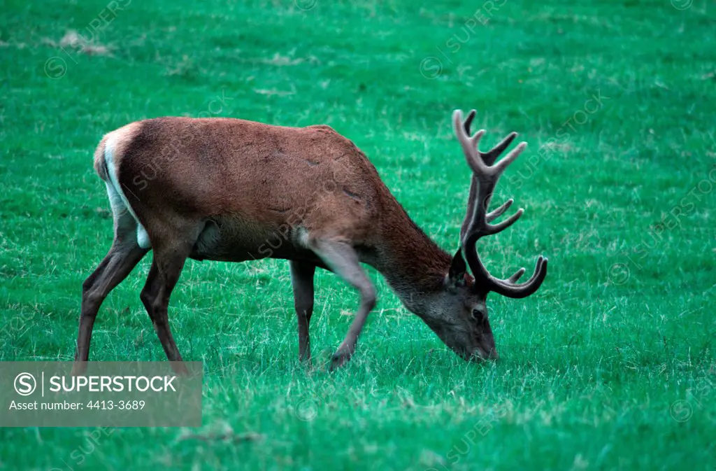 Red deer grazing Eastnor Castle United Kingdom