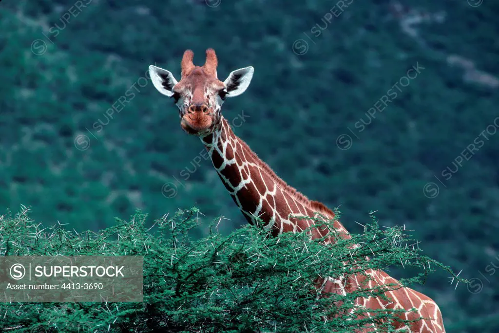 Reticulated giraffe grazing leaves Samburu Parc Kenya