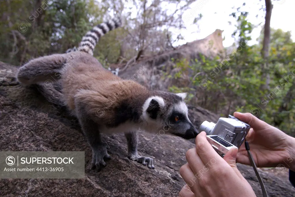 Inquistive Ring-tailed lemur approaching a photographer