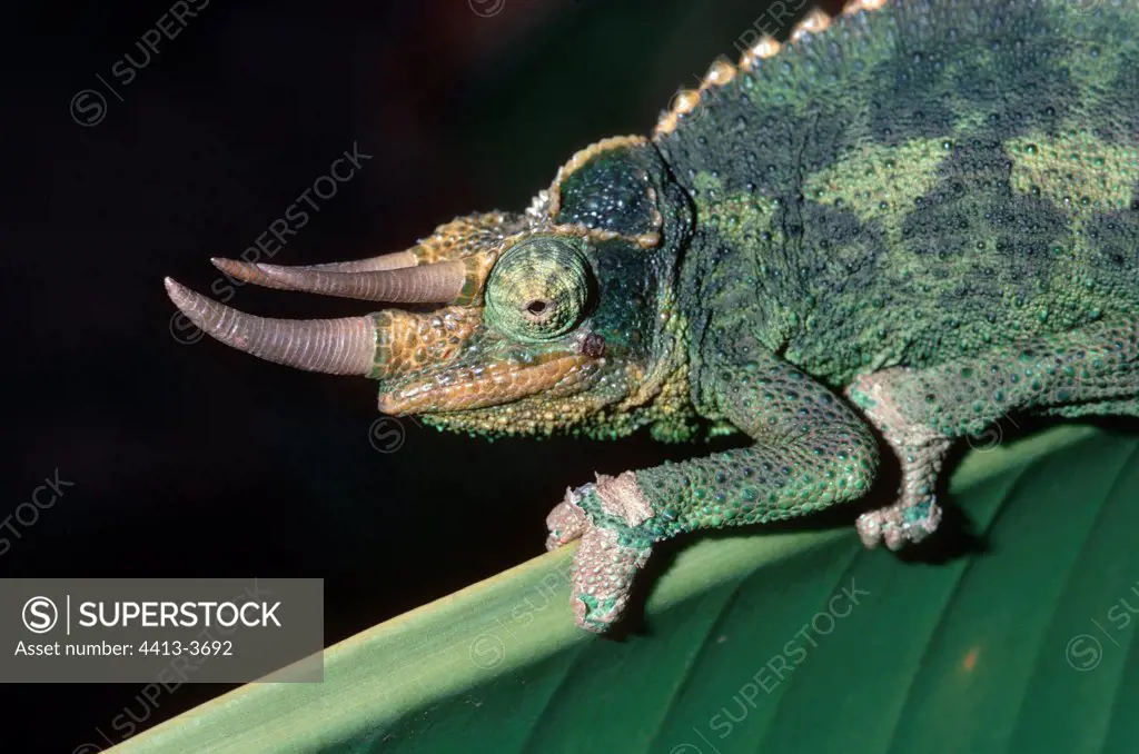 Chameleon with horns going on the section of a sheet