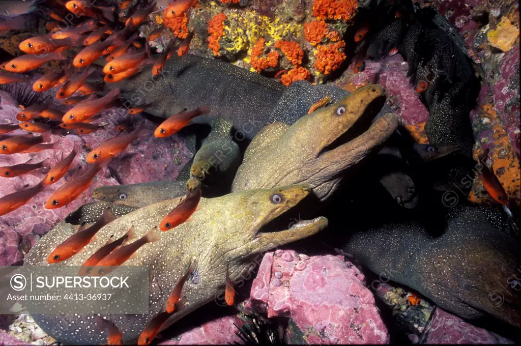 Speckled morays and fishes Malpelo sanctuary Colombia