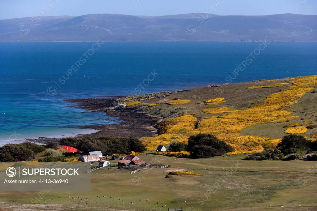 Houses in the coastal heathland Falklands islands
