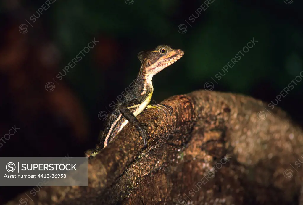 Lizard in rainforest Choco, Colombia