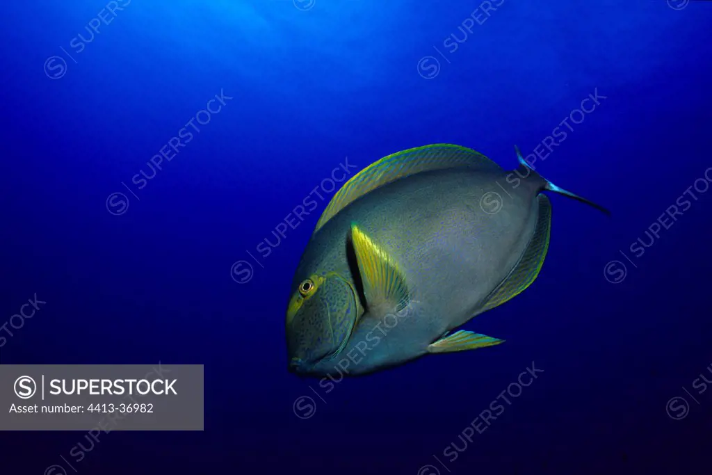 Yellowfin surgeonfish Rangiroa Atoll Tuamotu Polynesia