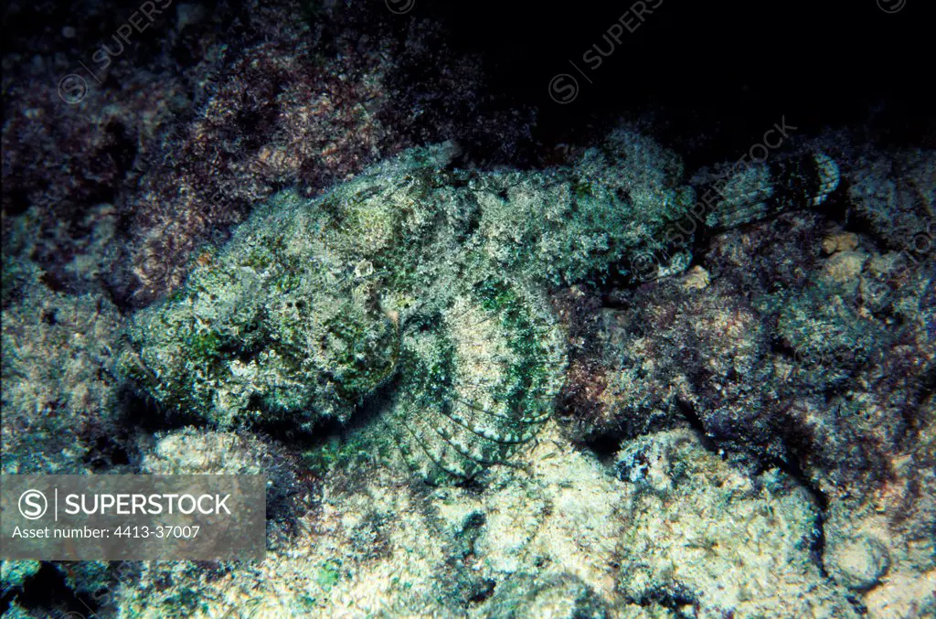 False Stonefish Rangiroa Atoll Tuamotu Polynesia
