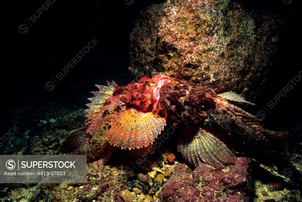 Pacific spotted scorpionfish Malpelo Pacific Ocean