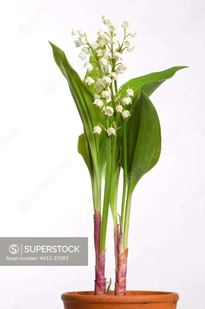 Lily-of-the-valley stalks on a white background