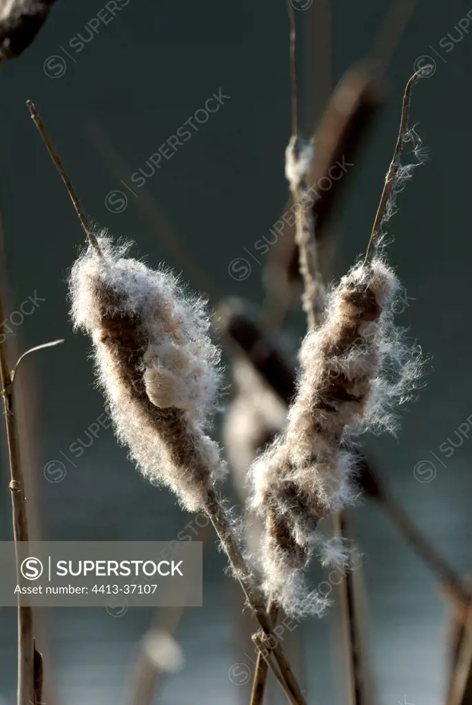 Ears of cattail disaggregated by the wind
