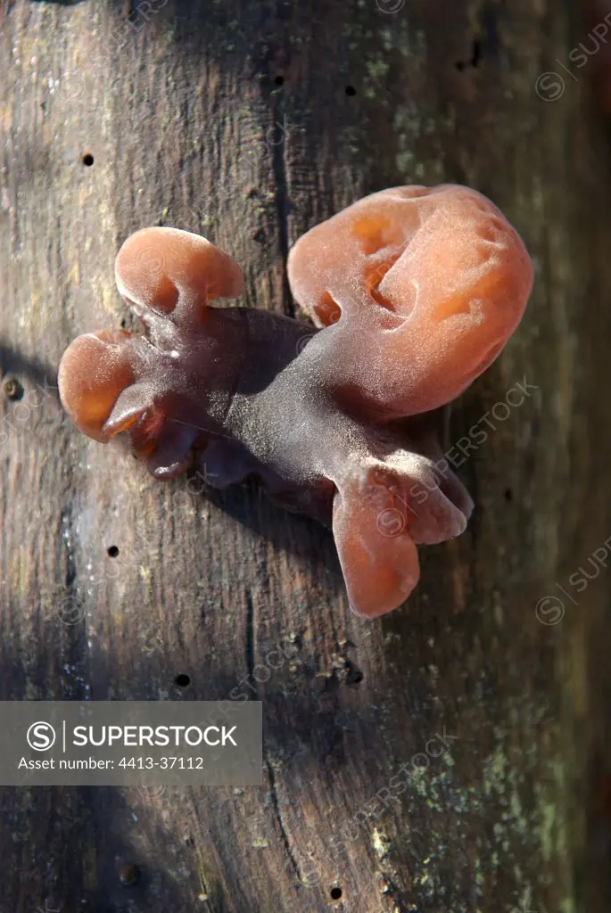 Judas's ear fungus on a stump in winter
