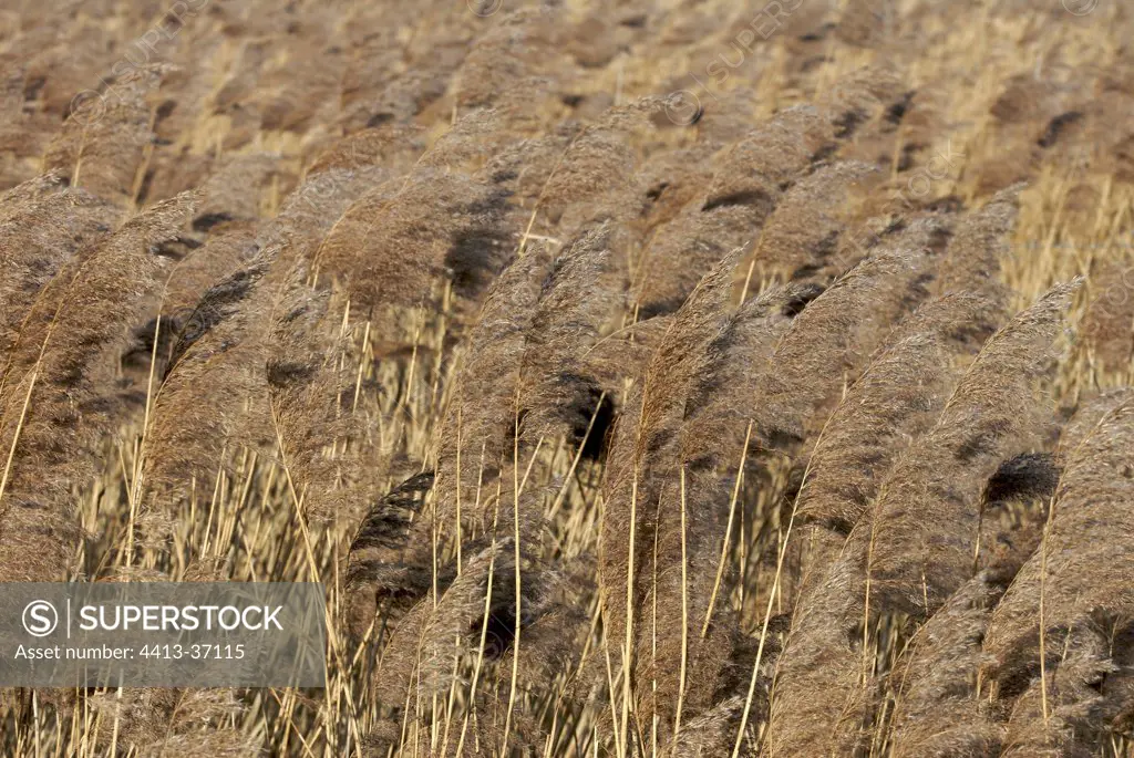 Reed panicles in the winter wind
