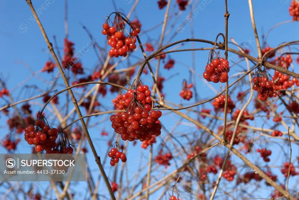 Clusters of red berries in winter