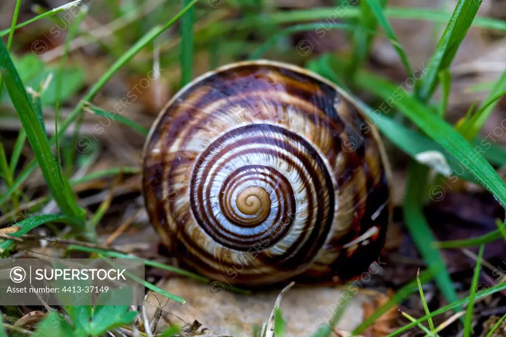 Shell of Burgundy snail introduced in Provence