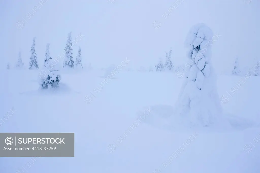 Fog in Riisitunturi NP in winter Finland