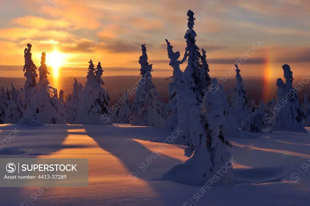 Pines under snow at sunset Riisitunturi NP Finland