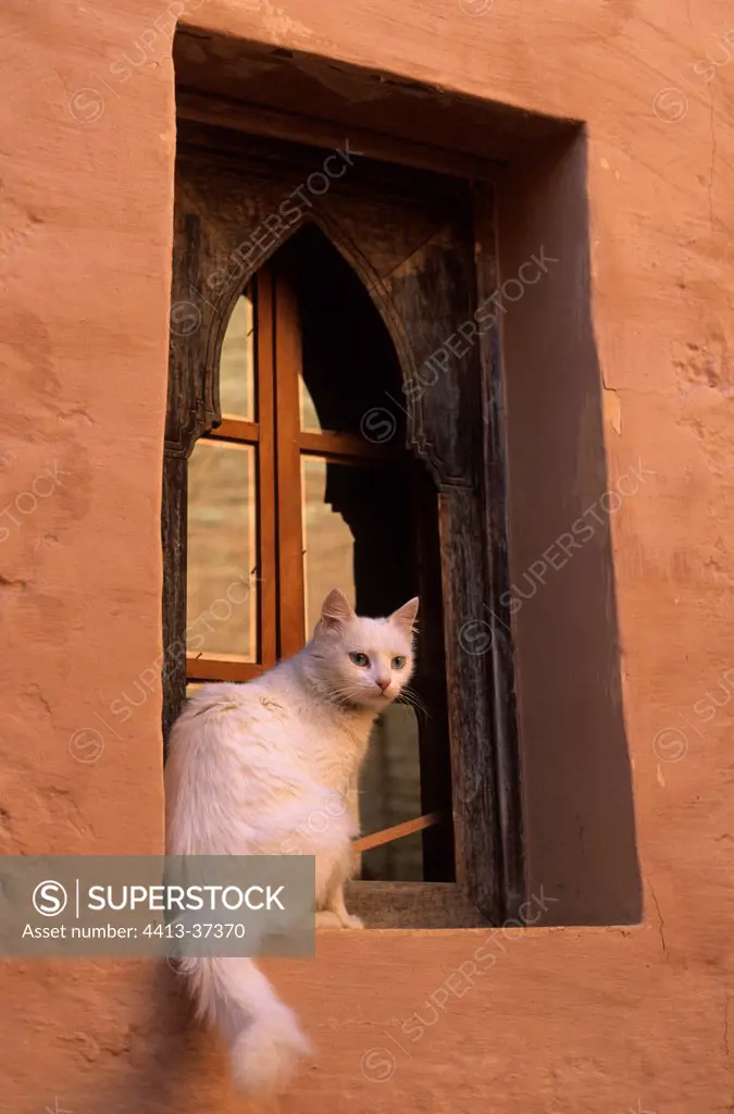 White cat in Agadir medina Morocco