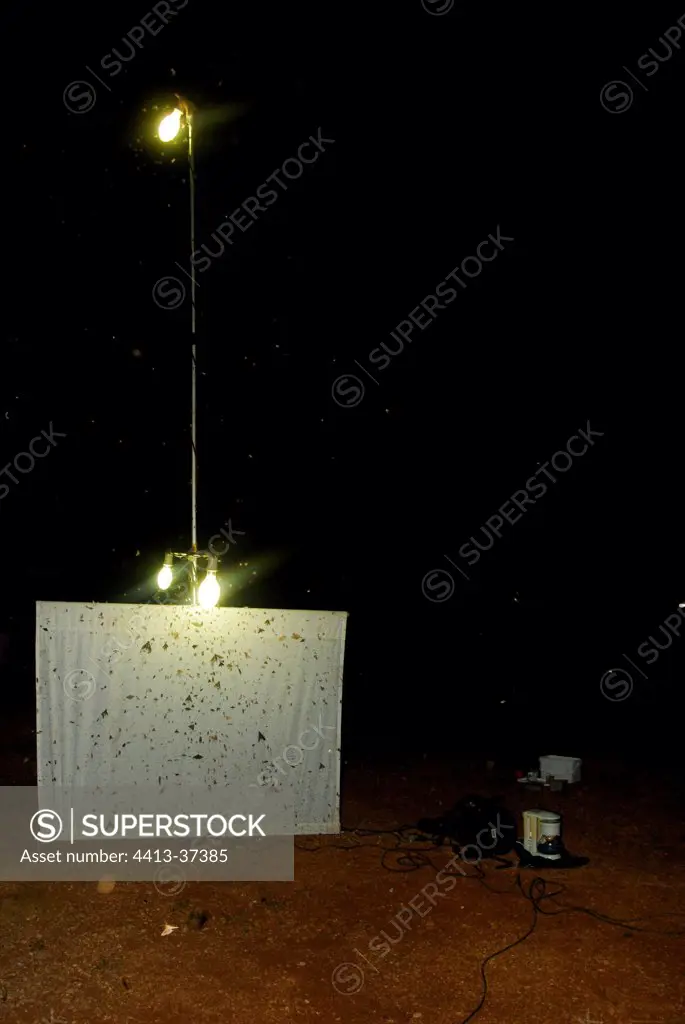 Light trap to catch insects French Guiana
