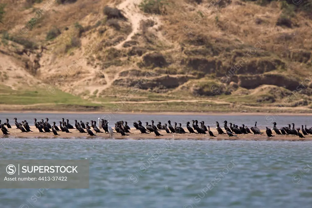Indian Cormorants colony on one island Uttar Pradesh