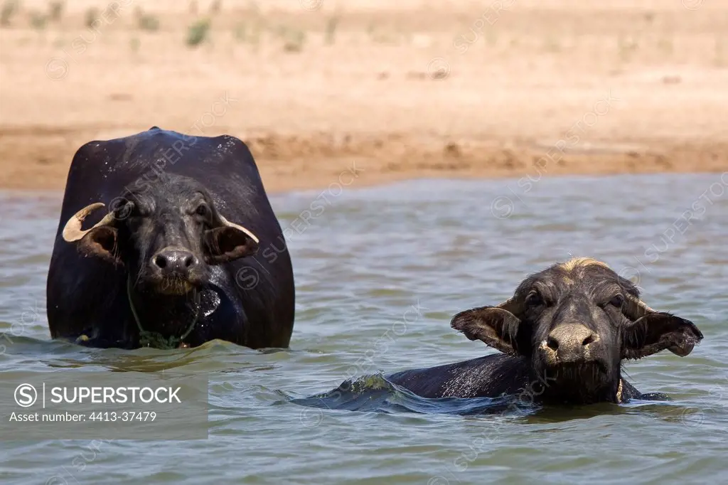 Portrait of Domestic Buffaloes bathing in a river