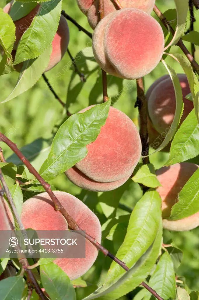 Ripe Peaches on tree France