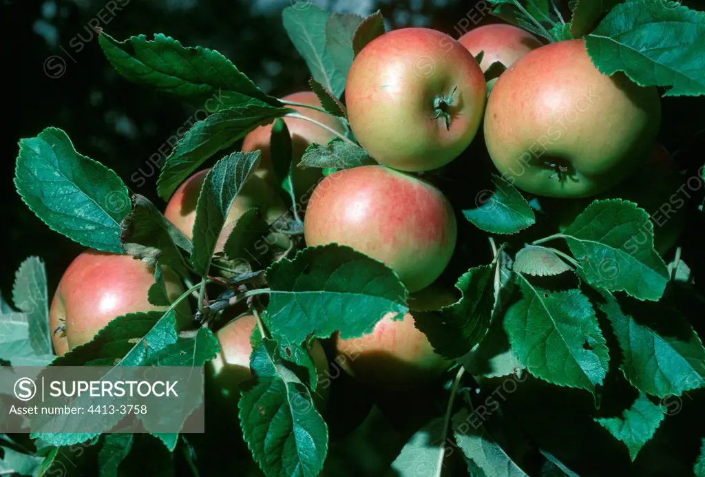 Ripe apples ready for harvesting Cotswolds Angleterre