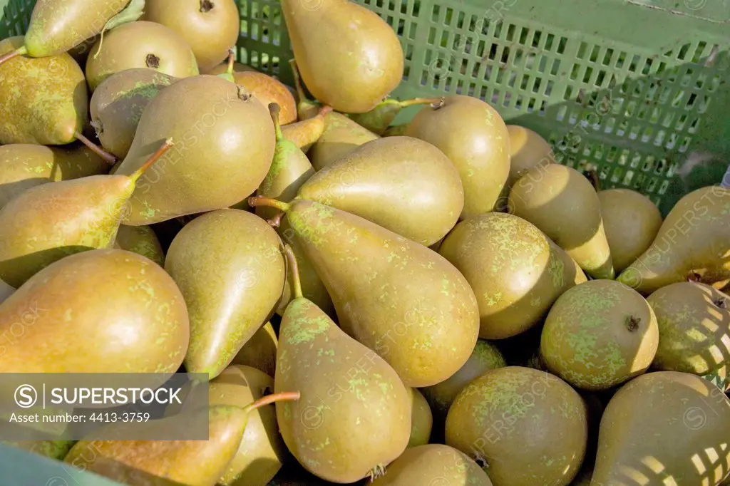 Tray of Pears 'conference' France