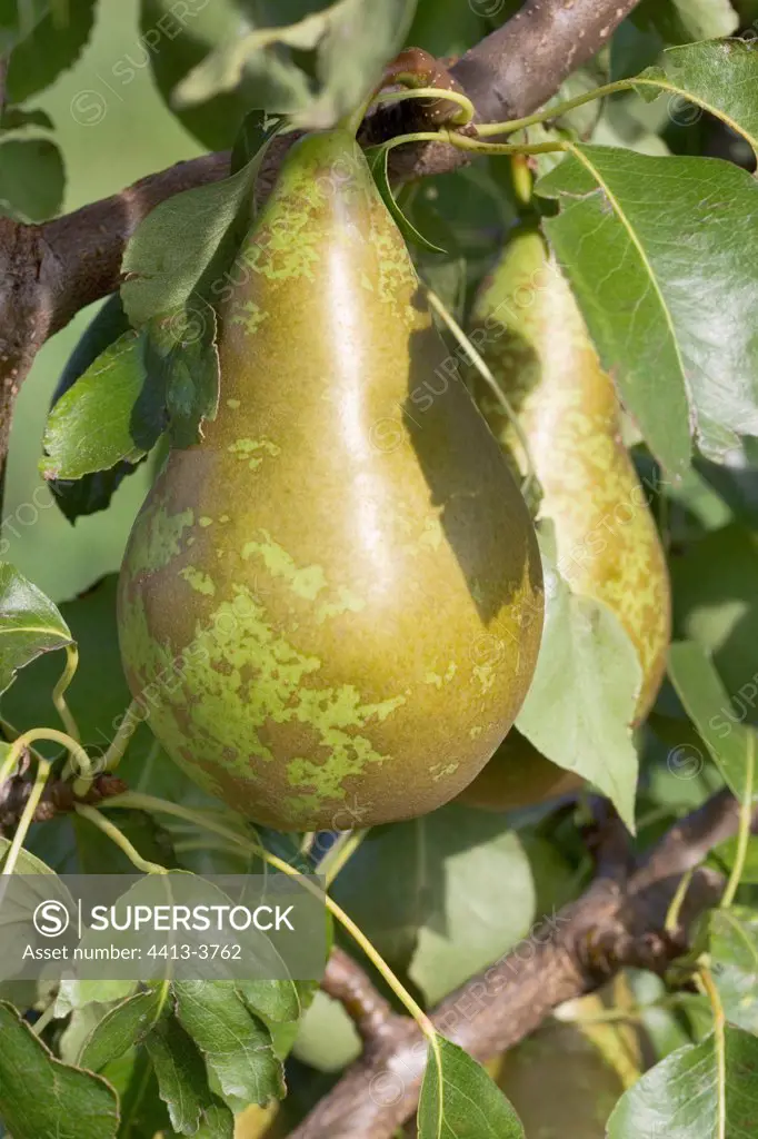 Ripe Pears 'conference' on tree France