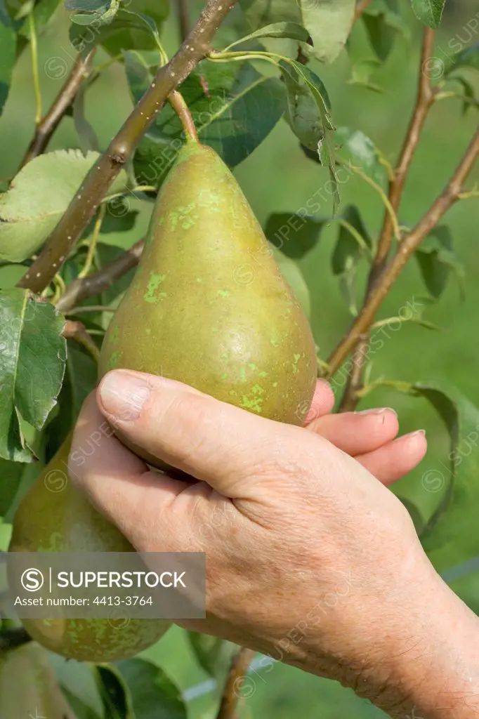 Hand picking of a Pear 'conference' on tree France