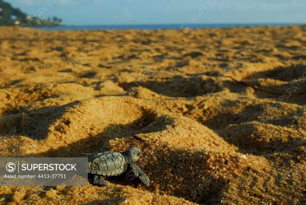 Newborn Pacific ridley sea turtle crawling in sand