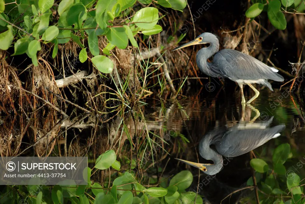 Tricoloured heron and its reflection in water French Guiana