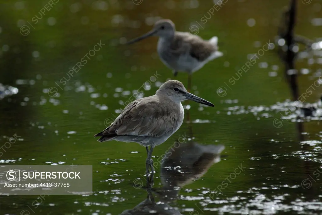 Willet and Greater yellowlegs in water French Guiana