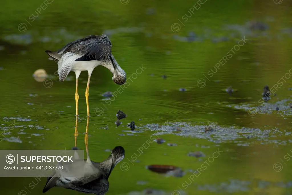 Greater yellowlegs smoothing its feathers French Guiana