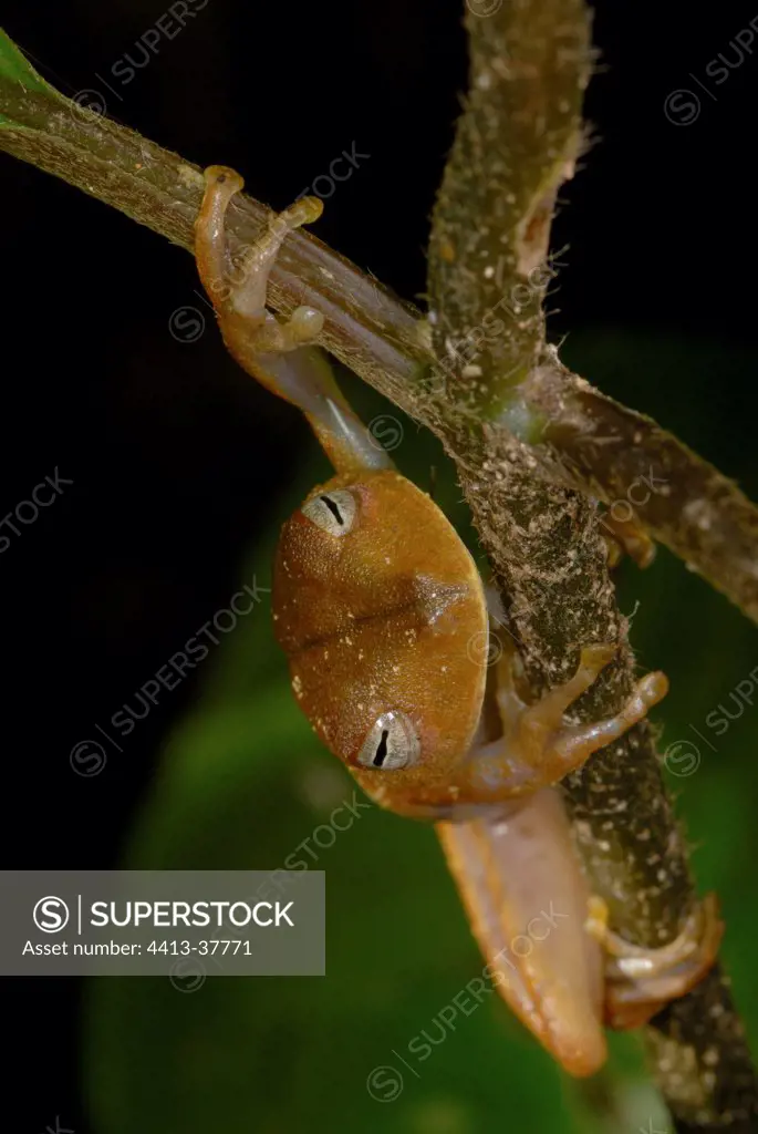 Treefrog on a stem French Guiana
