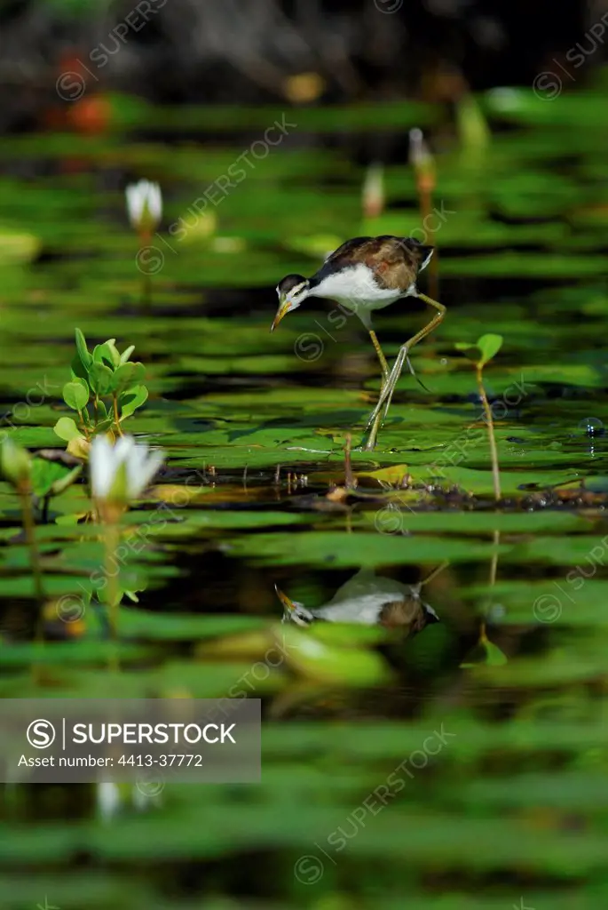 Young Wattled jacana looking for food in a swamp