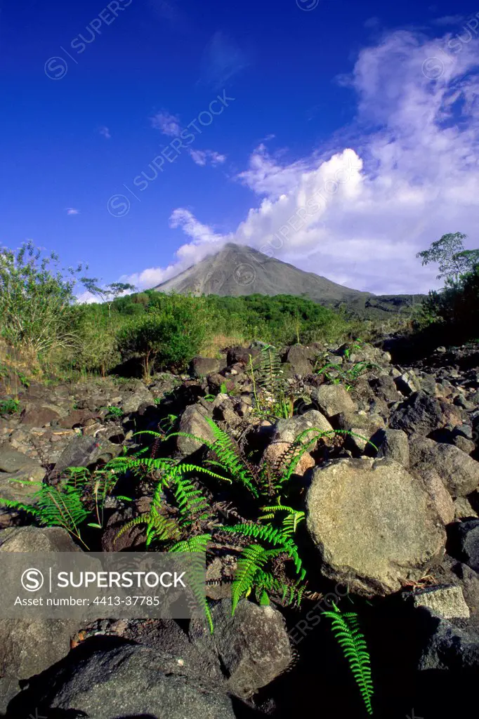 Eruption of Arenal volcano and altitude tropical forest